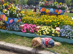 山下公園の花壇コンクール