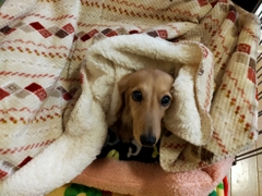 ひざ掛けに包まったミラ