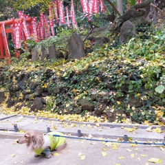 佐助稲荷神社の境内