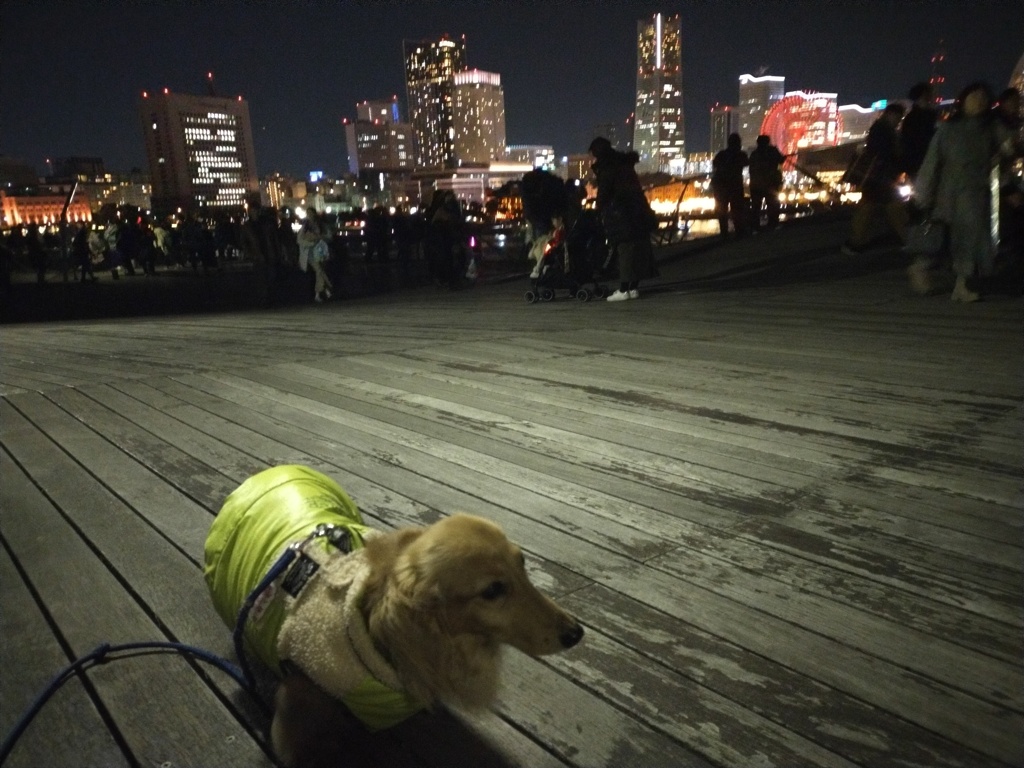 横浜大さん橋くじらのせなかから見る夜景
