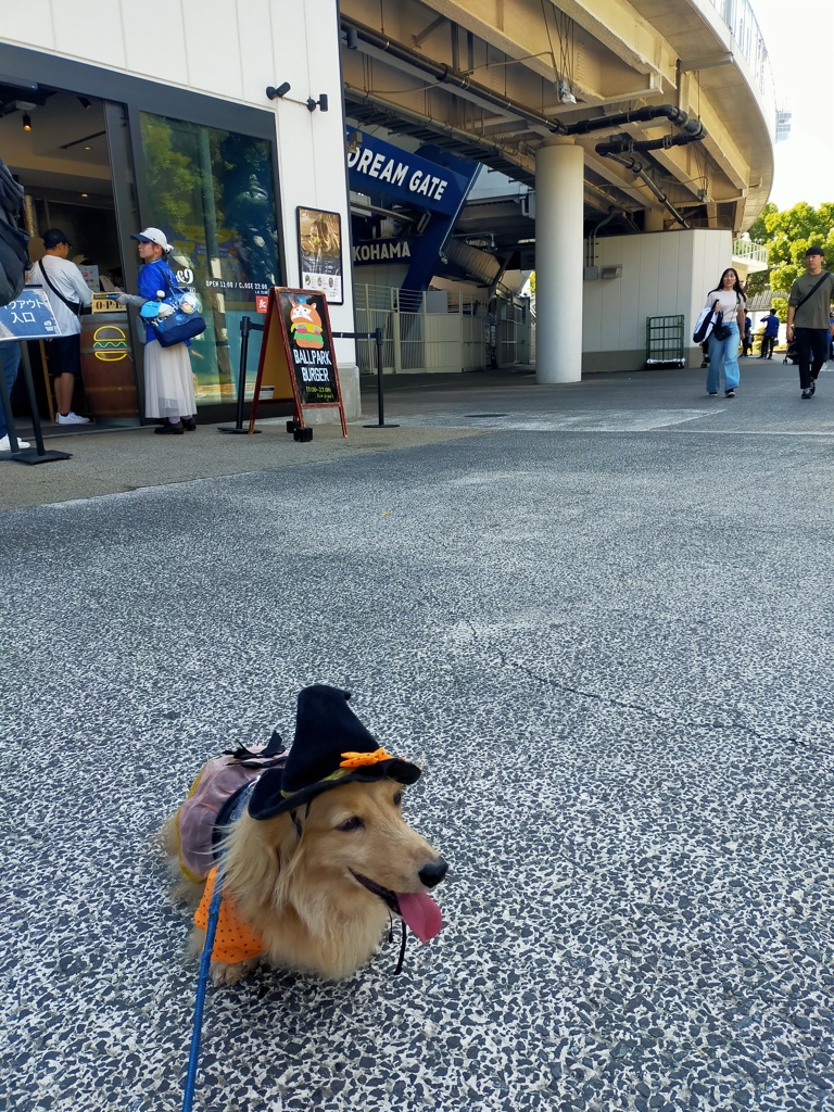 ハロウィン衣装でベイスターズ