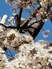 新港中央広場の桜に鳥が。