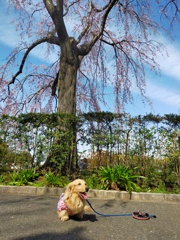 山下公園の桜