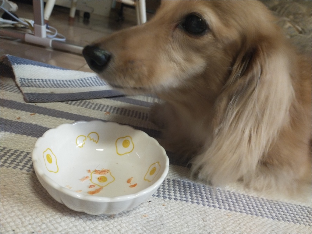 ササミのオヤツをパクッ　よく噛んでね