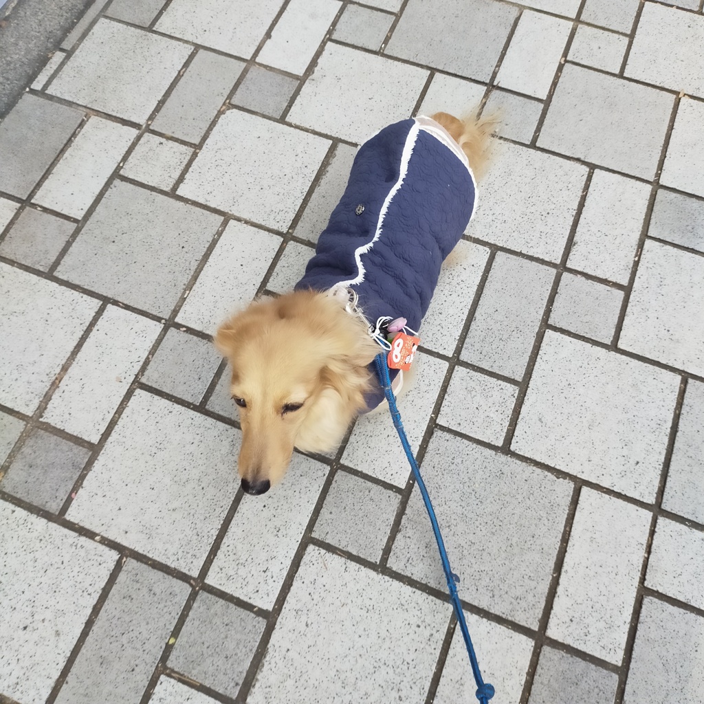 ミラちゃんのお散歩は3キロコース