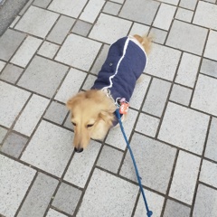 ミラちゃんのお散歩は3キロコース