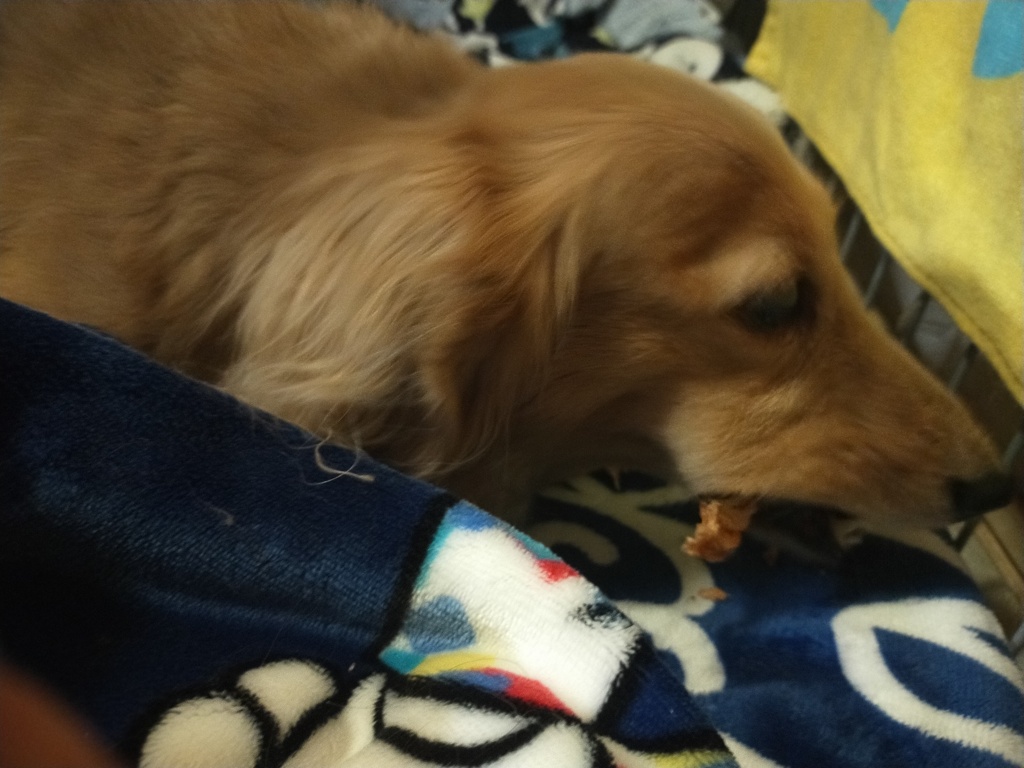 大きなササミはハウスで味わって食べたいミラちゃん