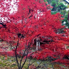 真っ赤な紅葉きれいです