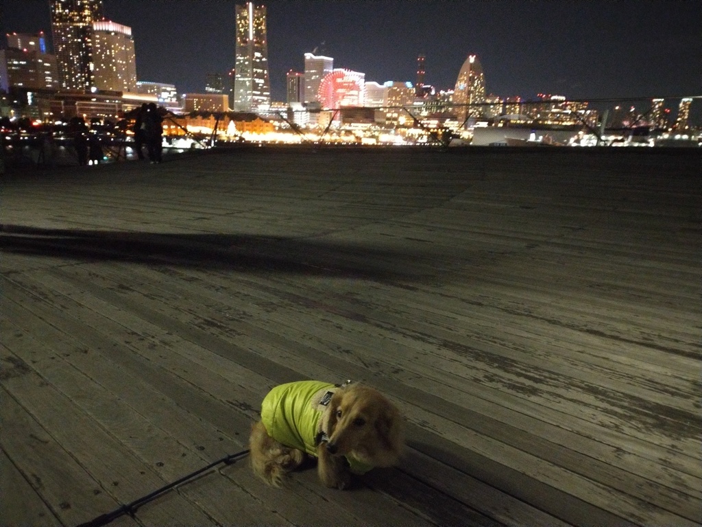 横浜大桟橋くじらのせなかから見る夜景