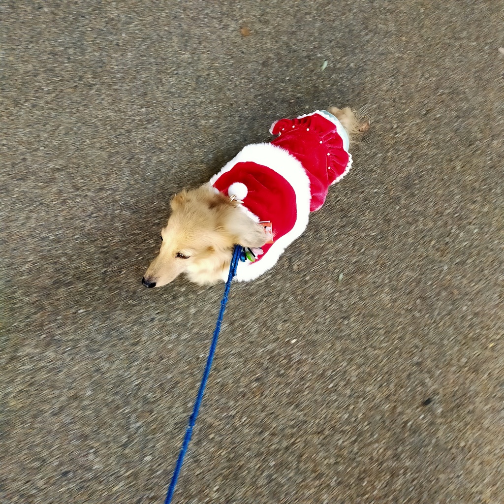 クリスマスのお出かけ