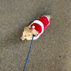 クリスマスのお出かけ