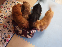 連れてって～①