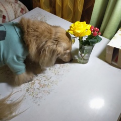 ミラちゃんバラの花クンクン
