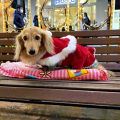 クリスマスのお出かけ