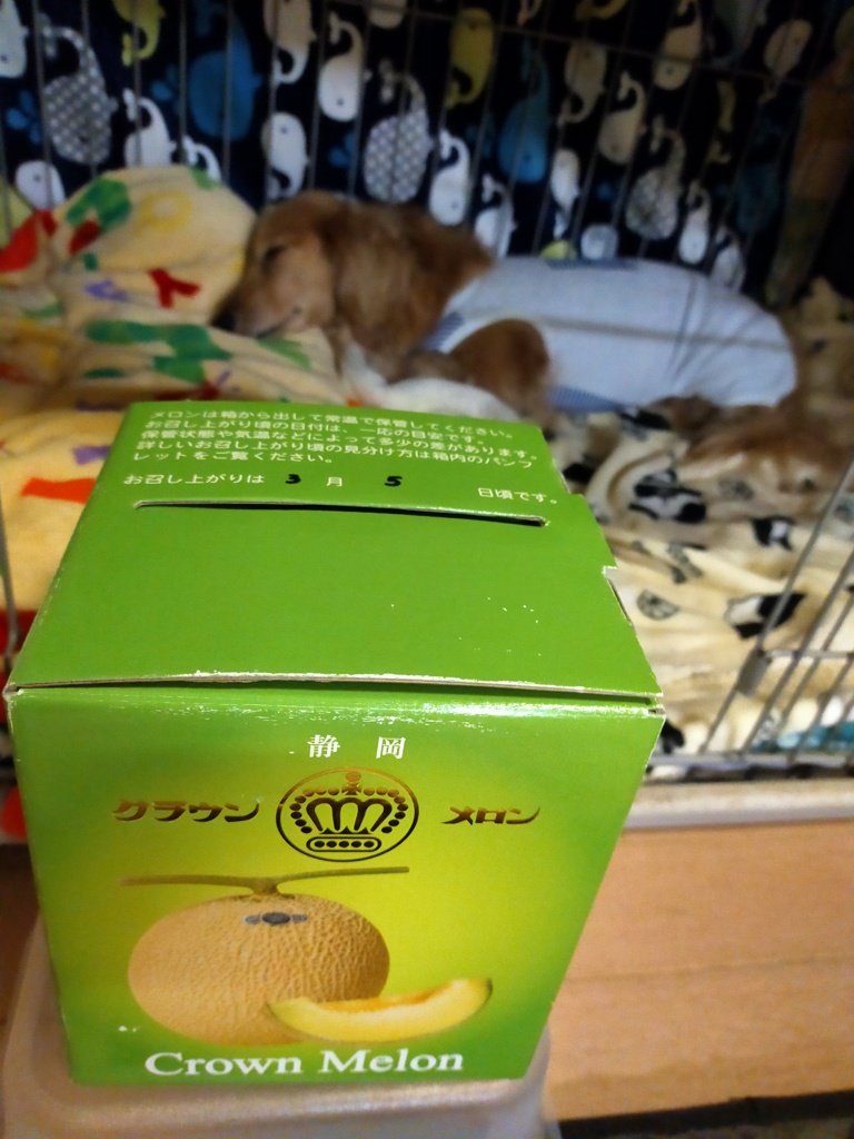 箱入りメロン頂きました