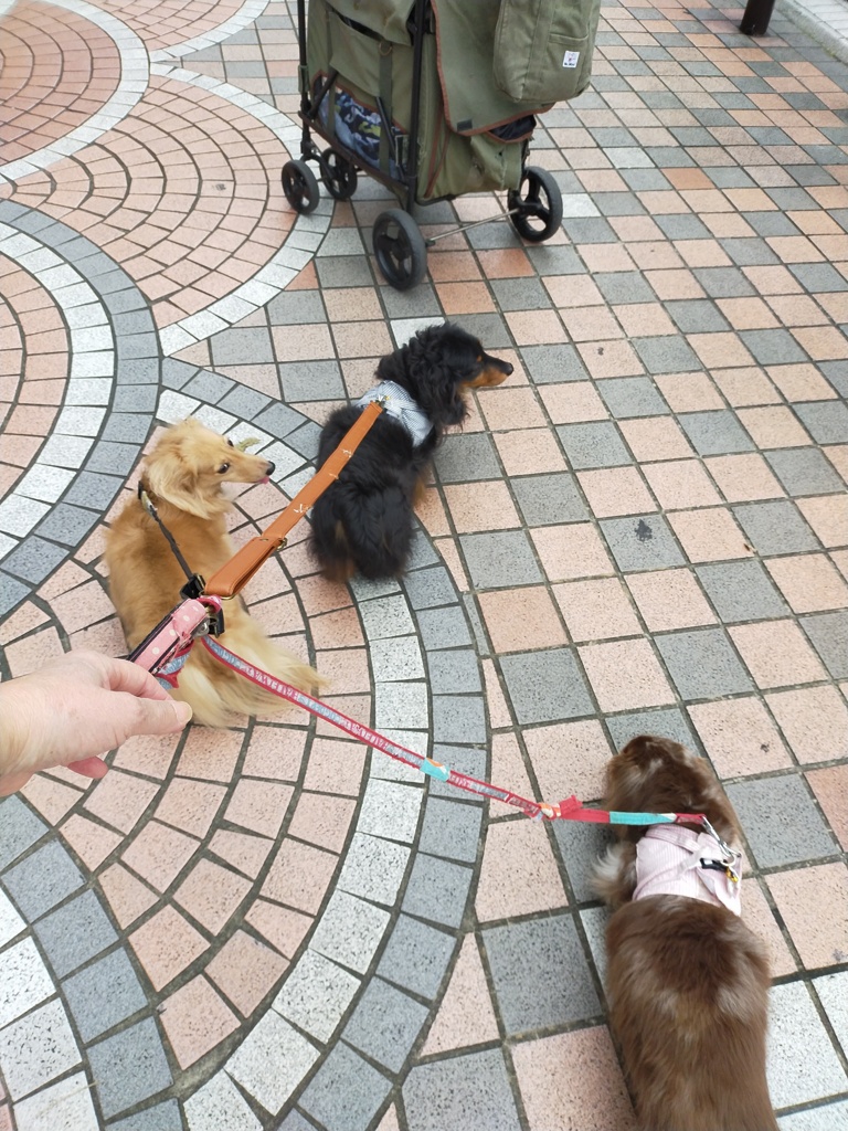 モニカも後ろからついてきてるね頑張ってるね