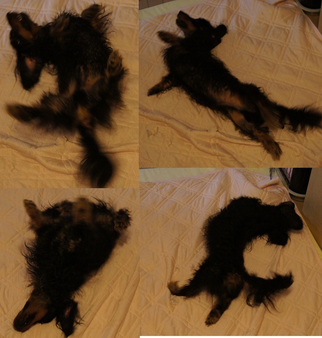 アローちゃんのヨガ