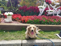 山下公園の花壇コンクール