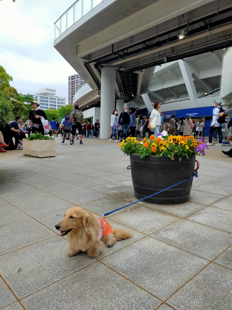 横浜スタジアム混雑を避けてミラ撮影