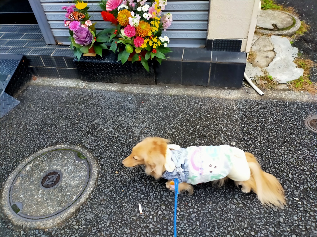 朝のさんぽは家の周りで