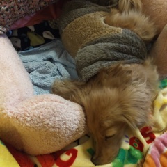 5キロ散歩で帰ってグッスリミラちゃん