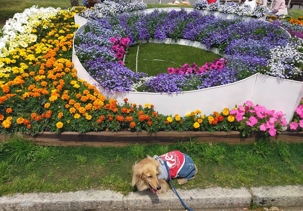 山下公園の花壇コンクール