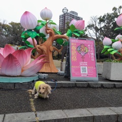横浜春節祭