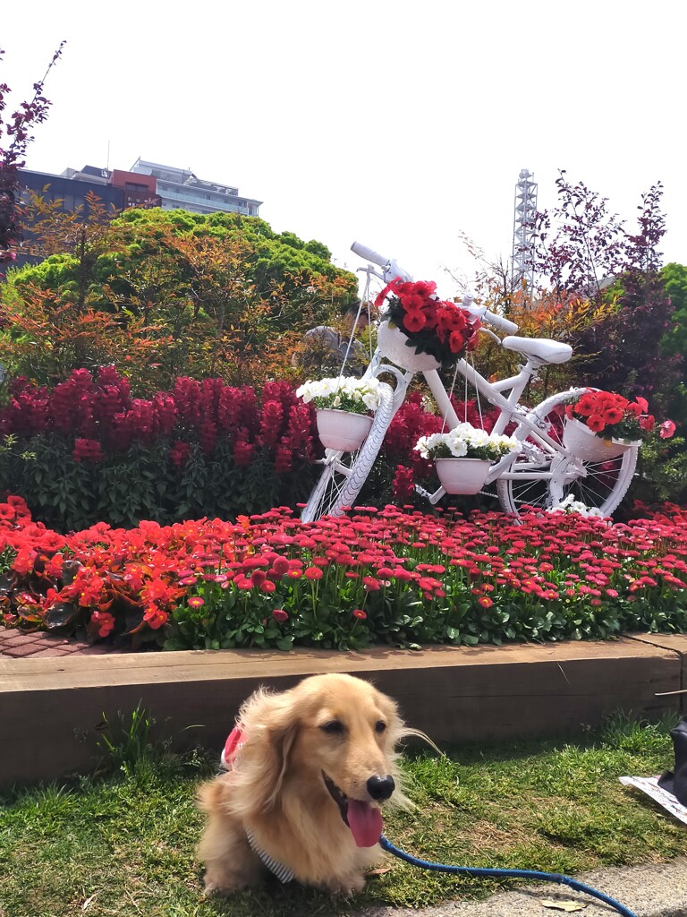 山下公園の花壇コンクール