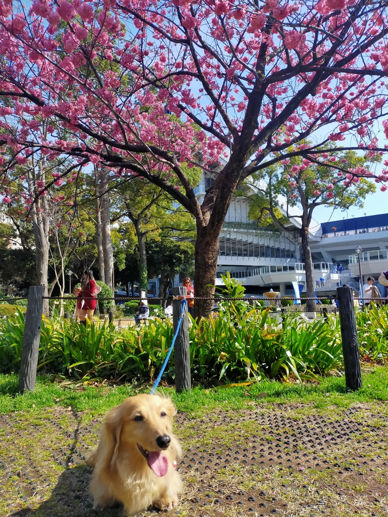 横浜スタジアム公園の桜