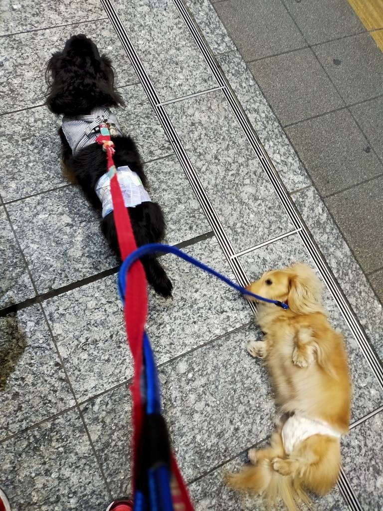 ミラちゃん得意のゴロン