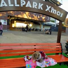 15のお誕生日はクリスマスマーケット