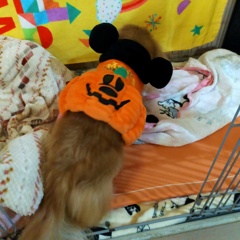 ベッドをホリホリするミラちゃん