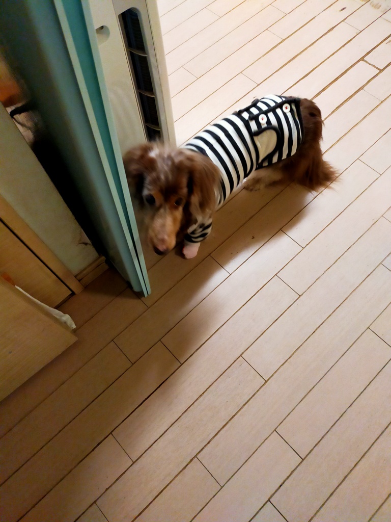 突き当りですよ～～もうすぐ15歳モニカちゃん