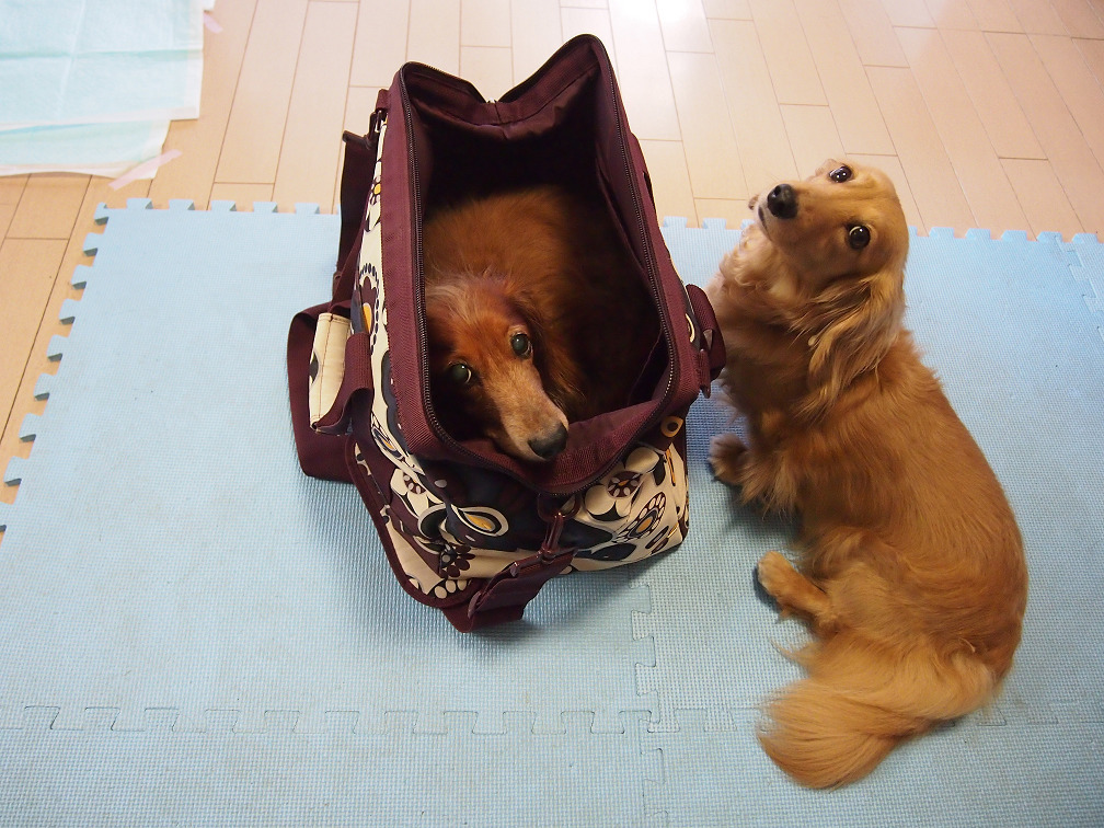 連れてって～②