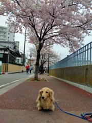 桜　ジンダイアケボノ