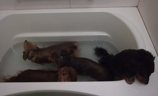 これからシャンプーだって