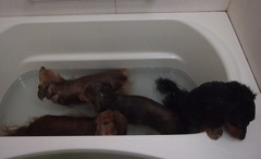 これからシャンプーだって