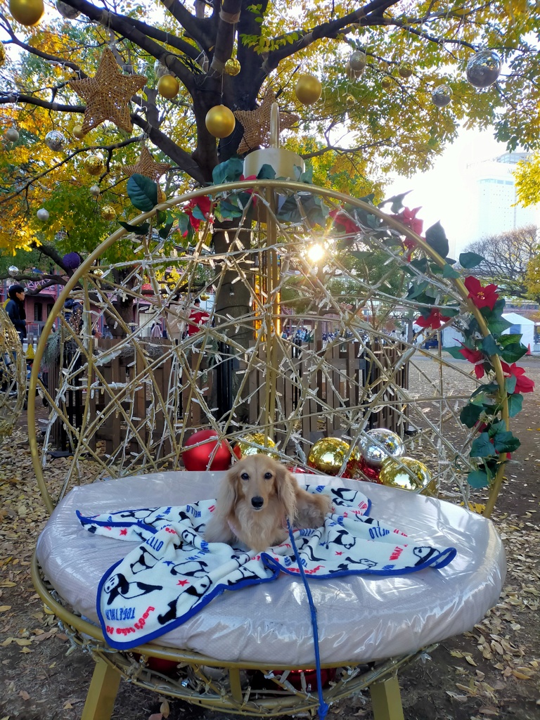 赤レンガ倉庫前のクリスマス飾り椅子