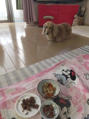 朝ごはんを遠くから見つめるミラちゃん