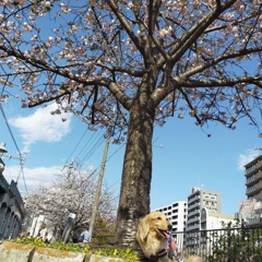 大きな桜の木の前で
