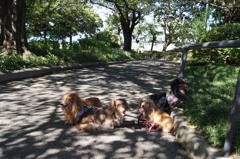 ここを下れば山下公園