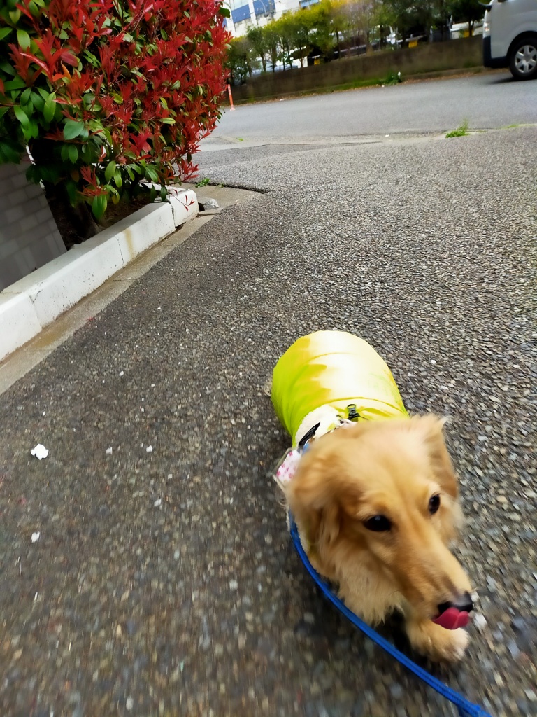 雨ふってきたっ急げ急げ