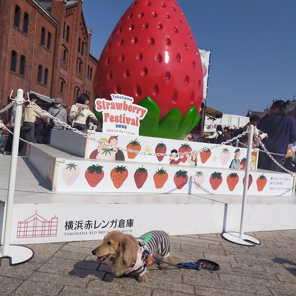 いちごとミラちゃん