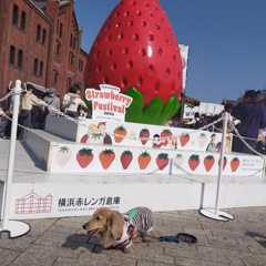 いちごとミラちゃん