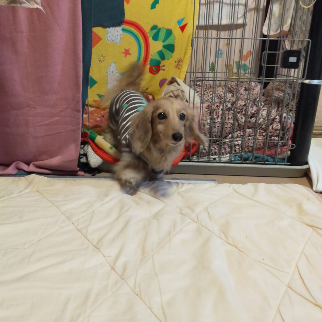 ミラちゃん