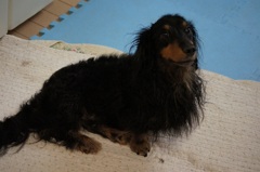 シャンプーしたあと