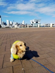 山下公園から見る景色