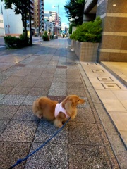 早朝さんぽ