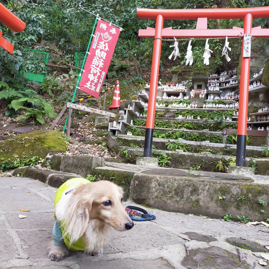 ところどころに狐のお迎え