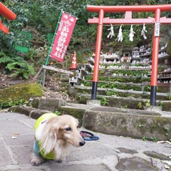 ところどころに狐のお迎え